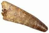 Fossil Spinosaurus Tooth - Real Dinosaur Tooth #357458-1